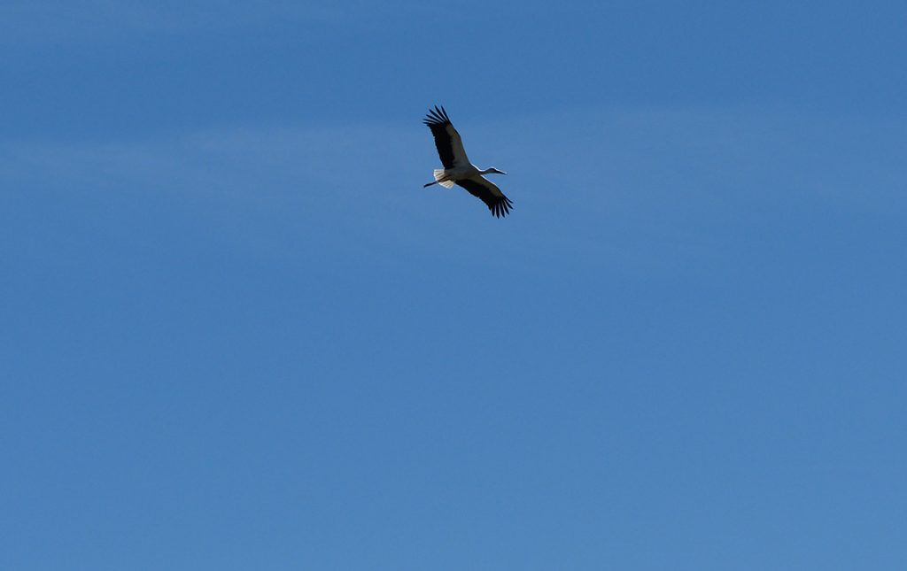 Los Geijos - Aves