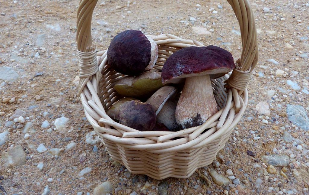 Los Geijos - Boletus