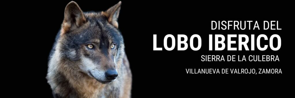 Lobo Iberico Sierra de la Culebra