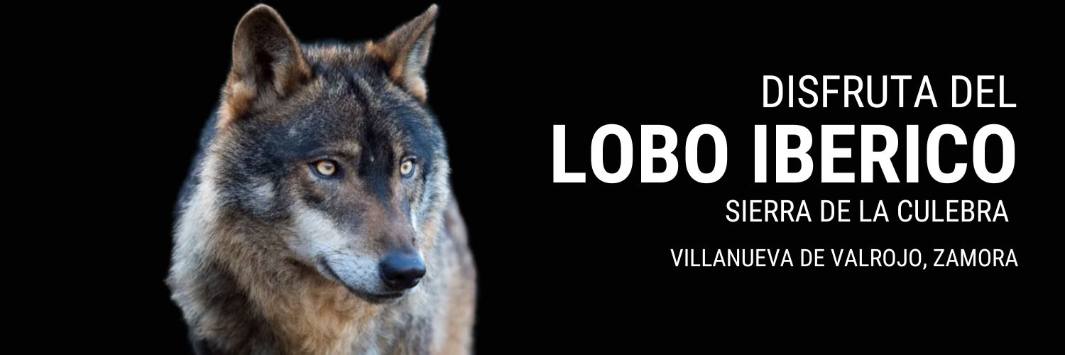 Lobo Iberico Sierra de la Culebra